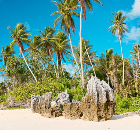 Nauru Beach with Palm Trees